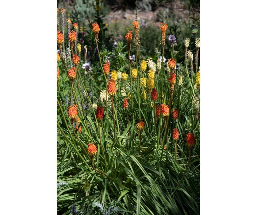 Torch Lily